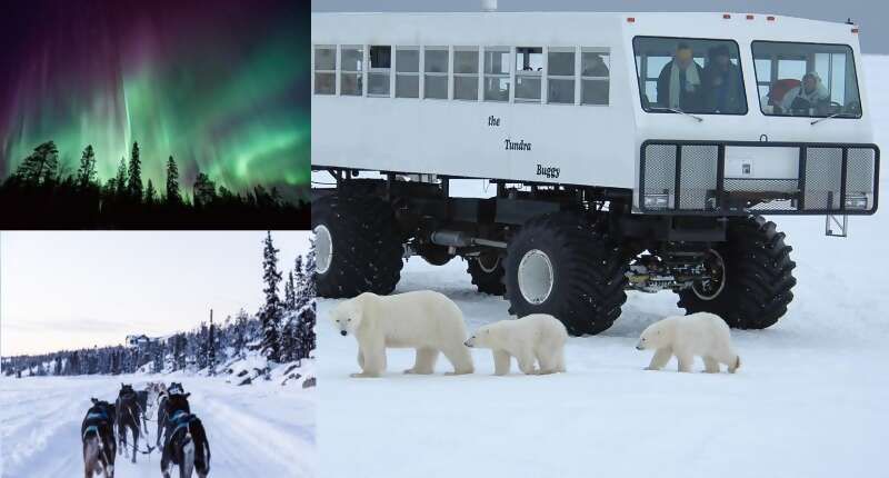 Polar Bears