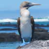 Dispatches from the Galapagos