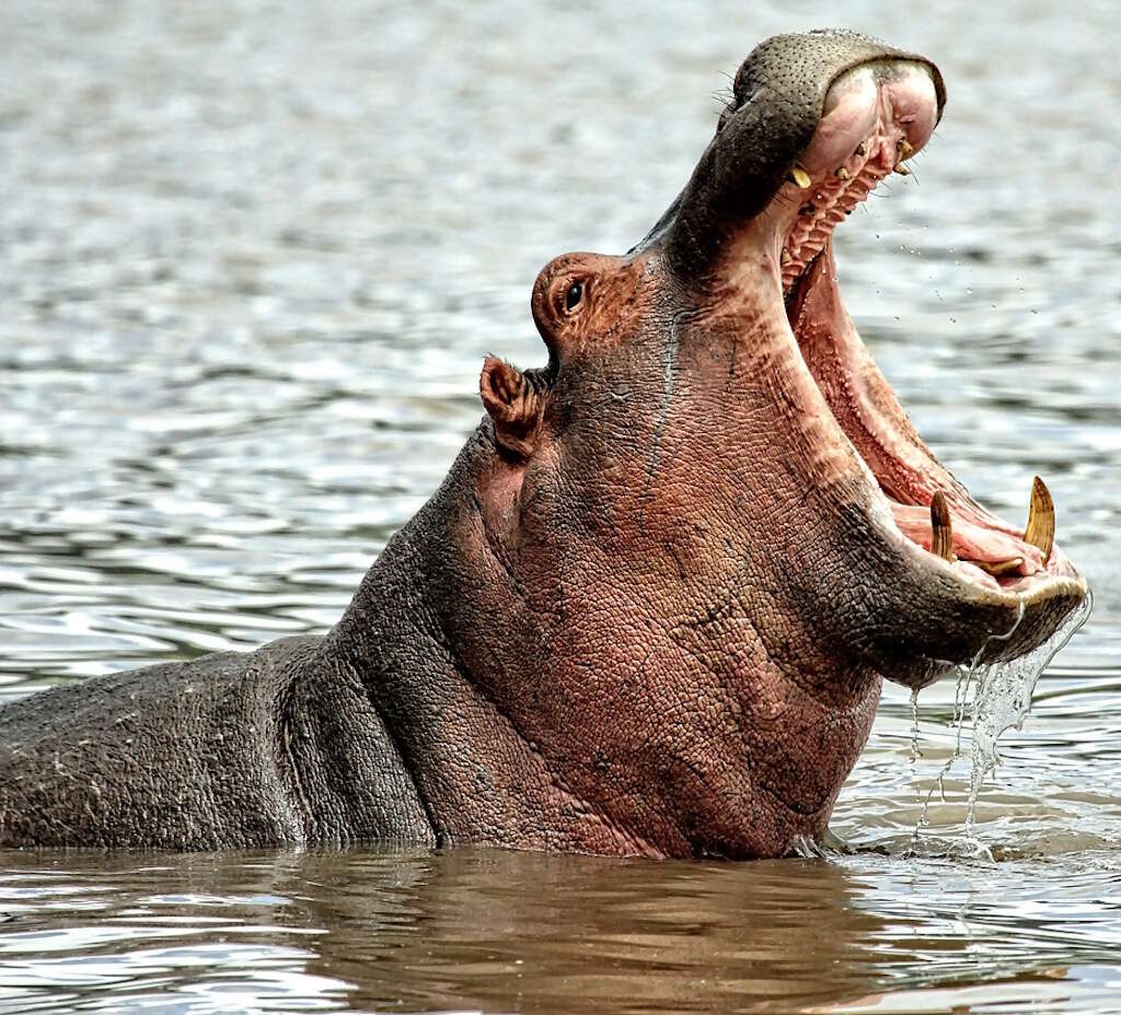 From wild bush to best beach: Experiencing the legends and luxury of hidden South Africa