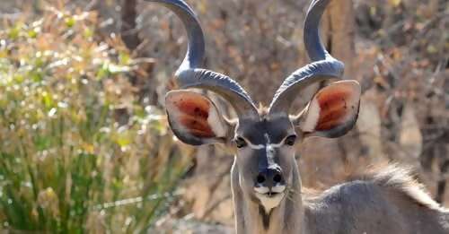 South Africa & Eswatini then Zimbabwe & Botswana