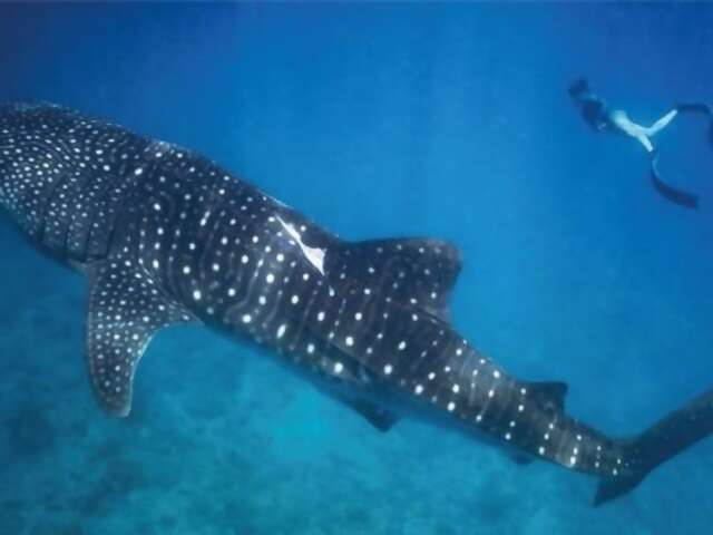 Destination of the Month: Dive into the magical Maldives