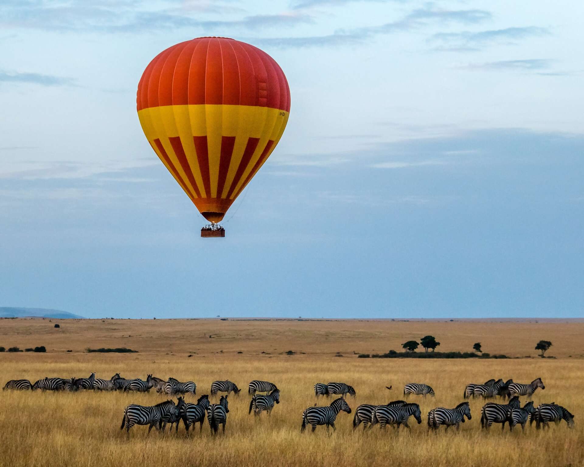 A lone hot air balloon over a herd of zebras.