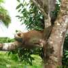 Sloths Named the New National Animal of this Central American Country