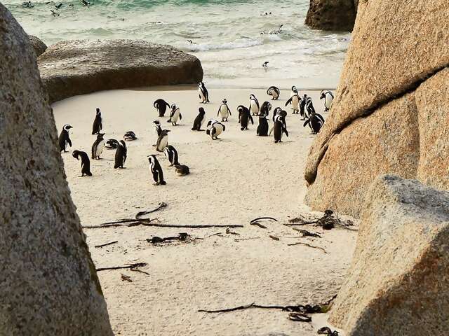 Now you can protect wildlife on @AirbnbExperiences