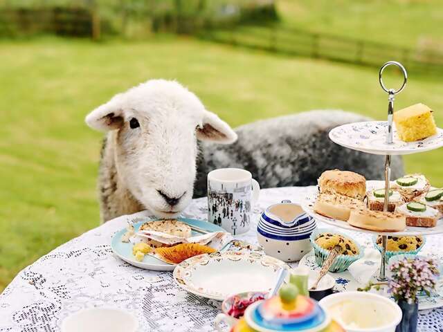 Now you can drink tea naughty sheep on @AirbnbExperiences