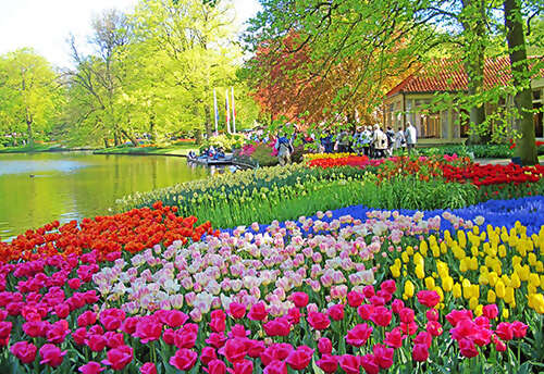 Springtime Tulip River Cruise