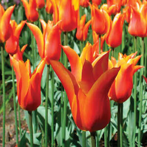 Tulip Time Cruise for Beer Enthusiasts