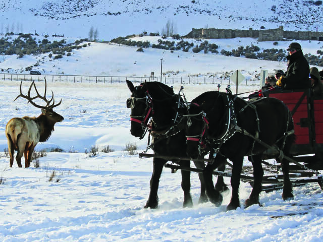 Winter in Yellowstone