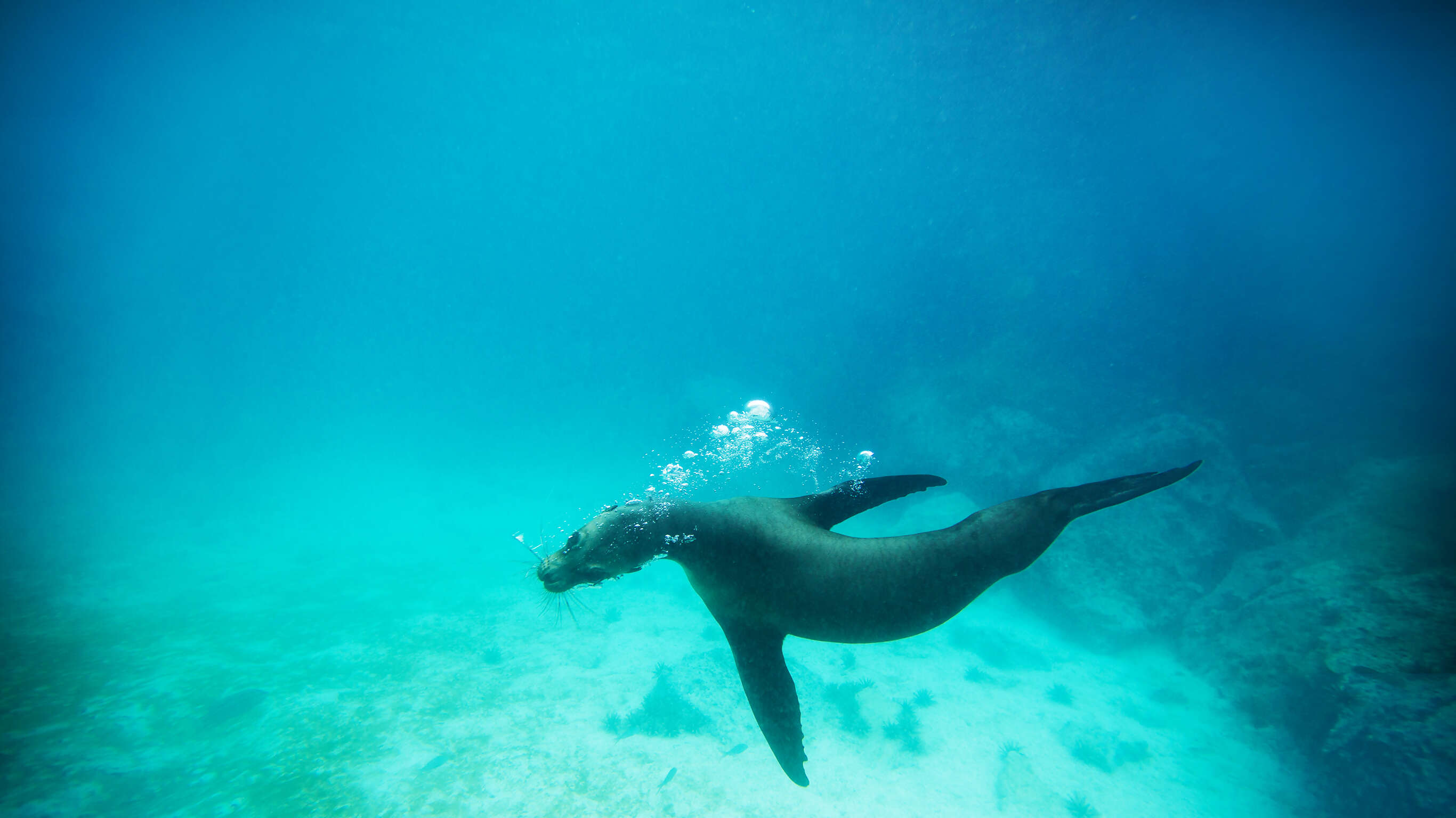 Upgraded Land Galapagos