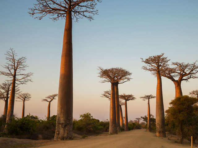 Madagascar - Baobab & Tsingy Explorer