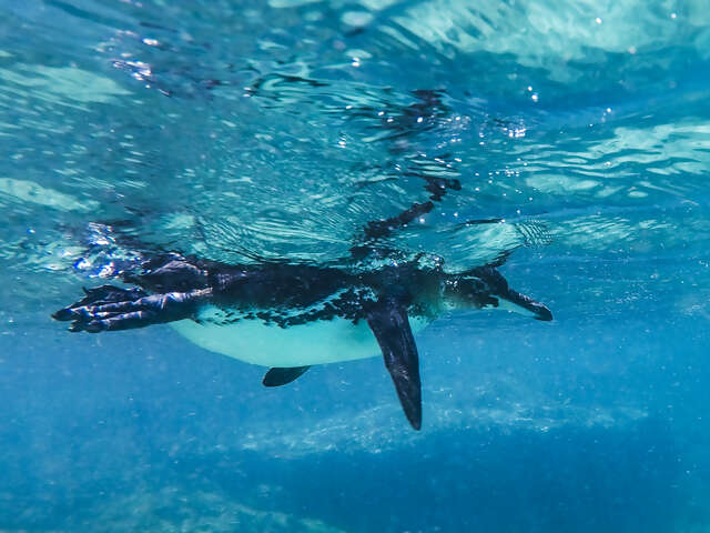 Galápagos — Central Islands aboard the Xavier III