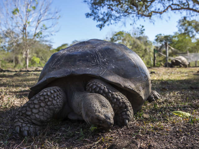 Galápagos — South & Central Islands aboard the Xavier III