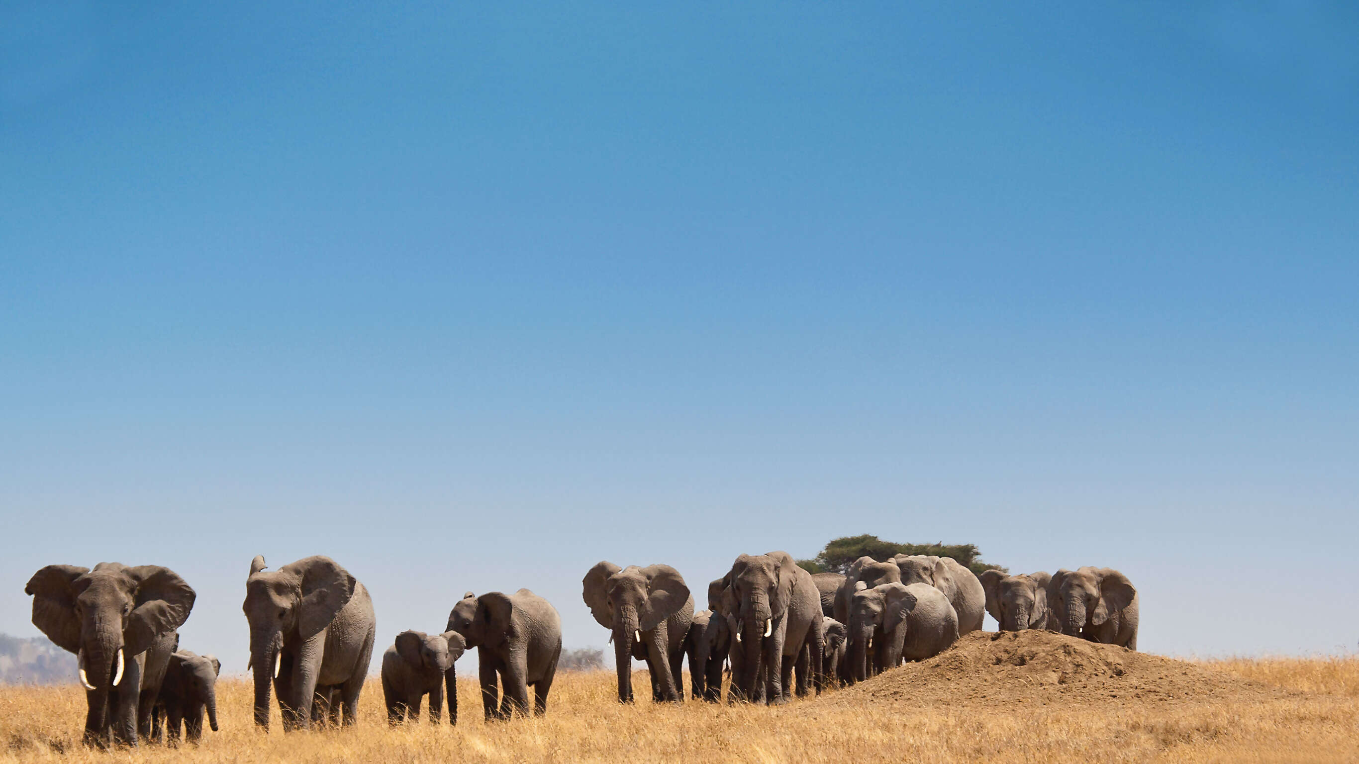 Safari in Kenya & Tanzania