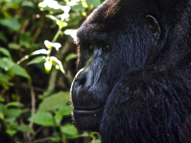 Culture & Wildlife of Uganda & Rwanda