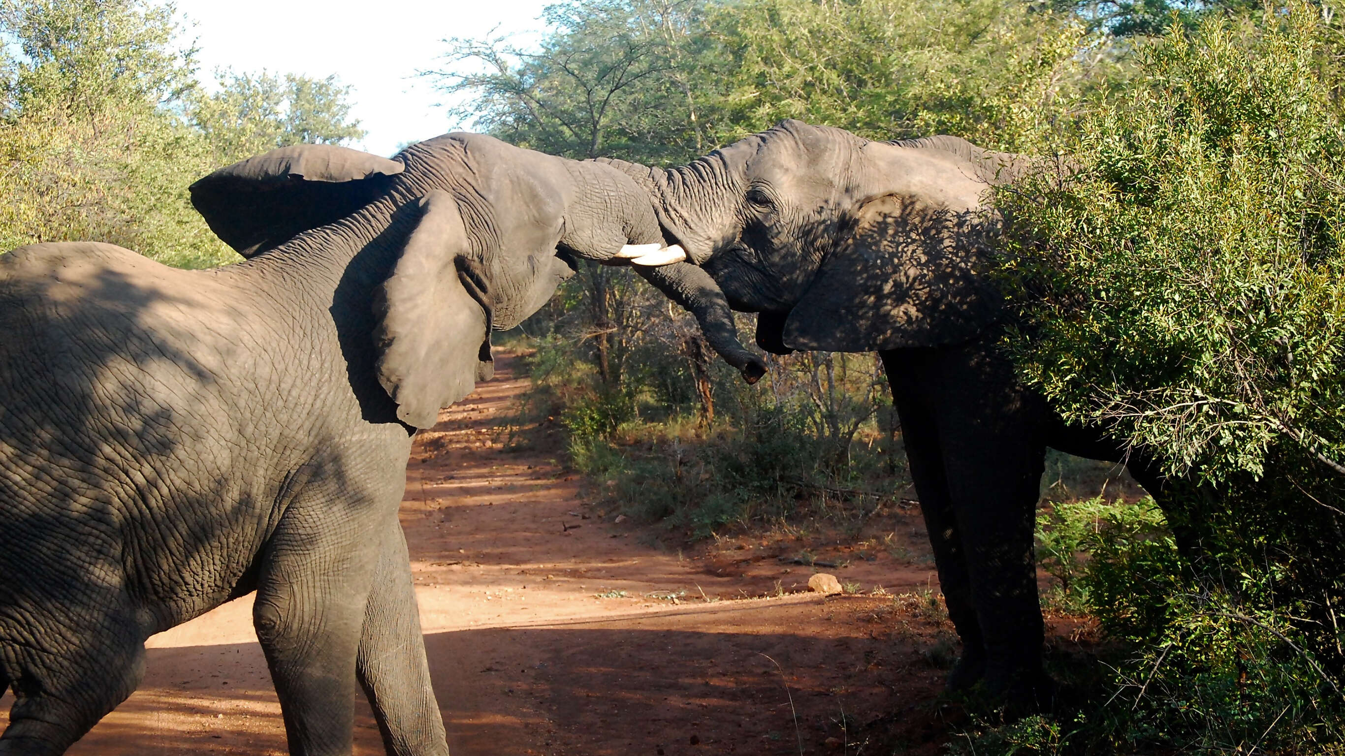 South Africa Overland: Sea Cliffs & Safari Drives