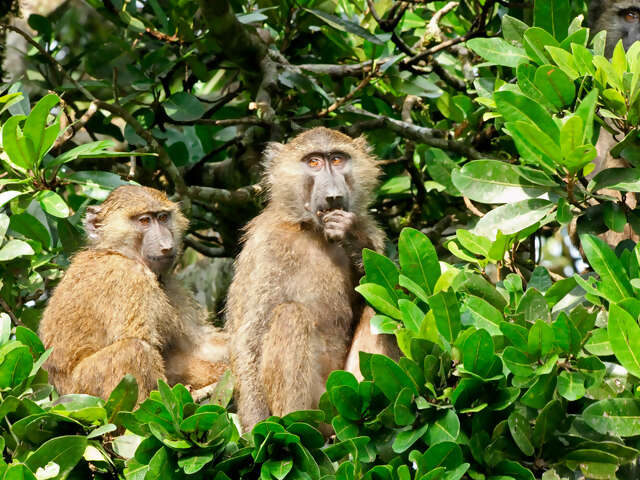 East Africa In-Depth