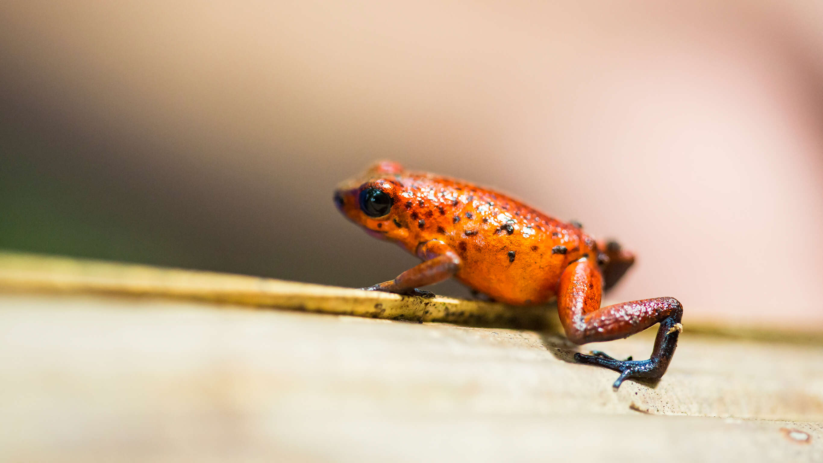 Tortuguero National Park Tour – 4-Day Independent Adventure