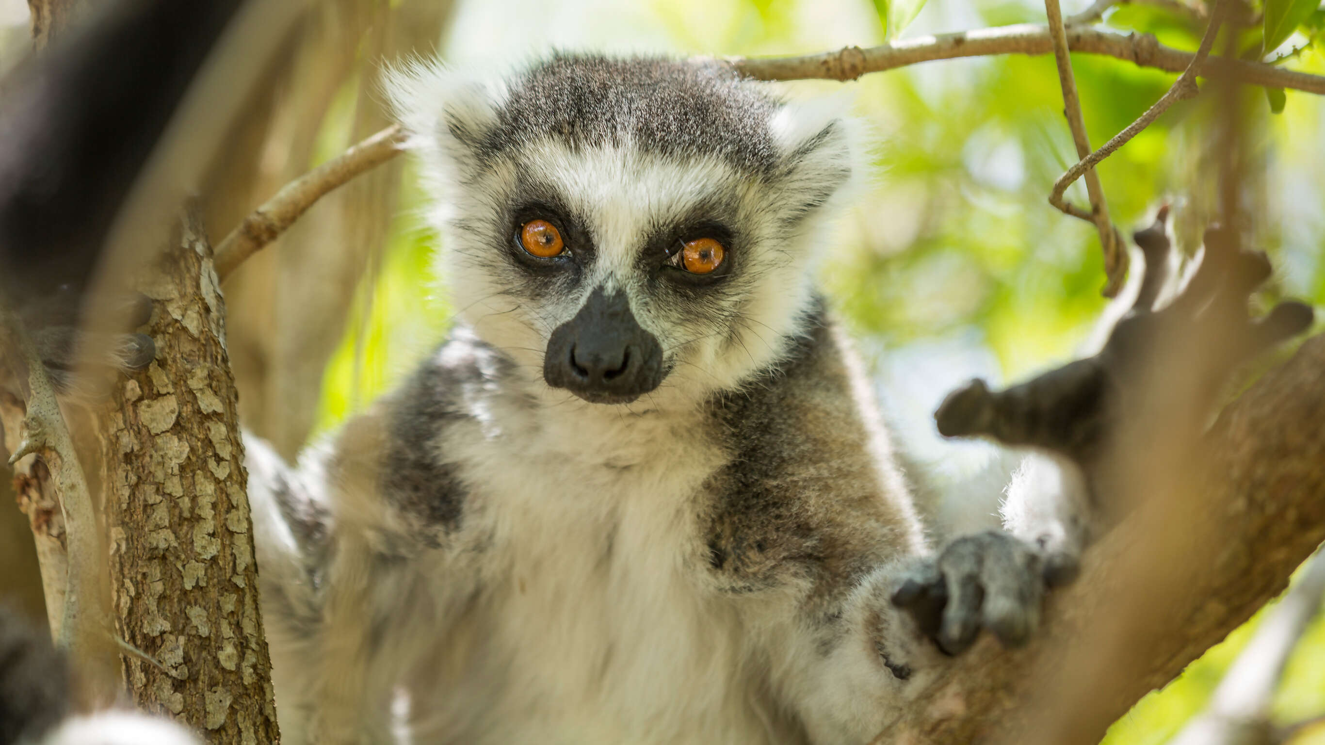 Northern Madagascar Explorer