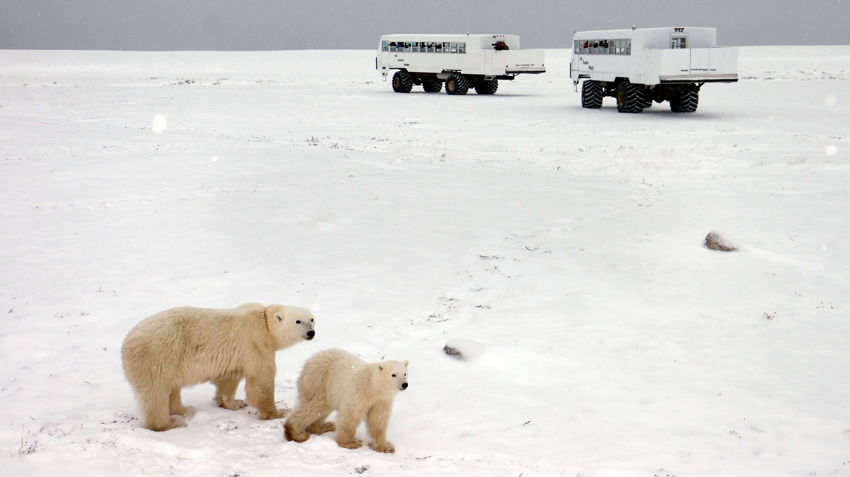 Churchill Polar Bears Independent Adventure