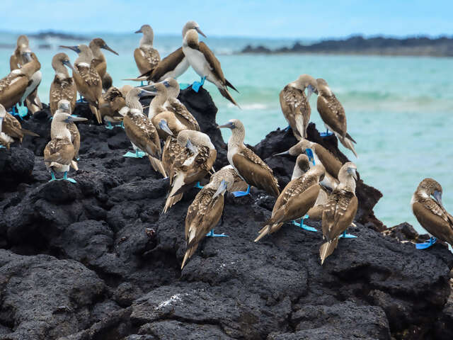 Machu Picchu & Galapagos Wonders featuring a 4-Night Cruise