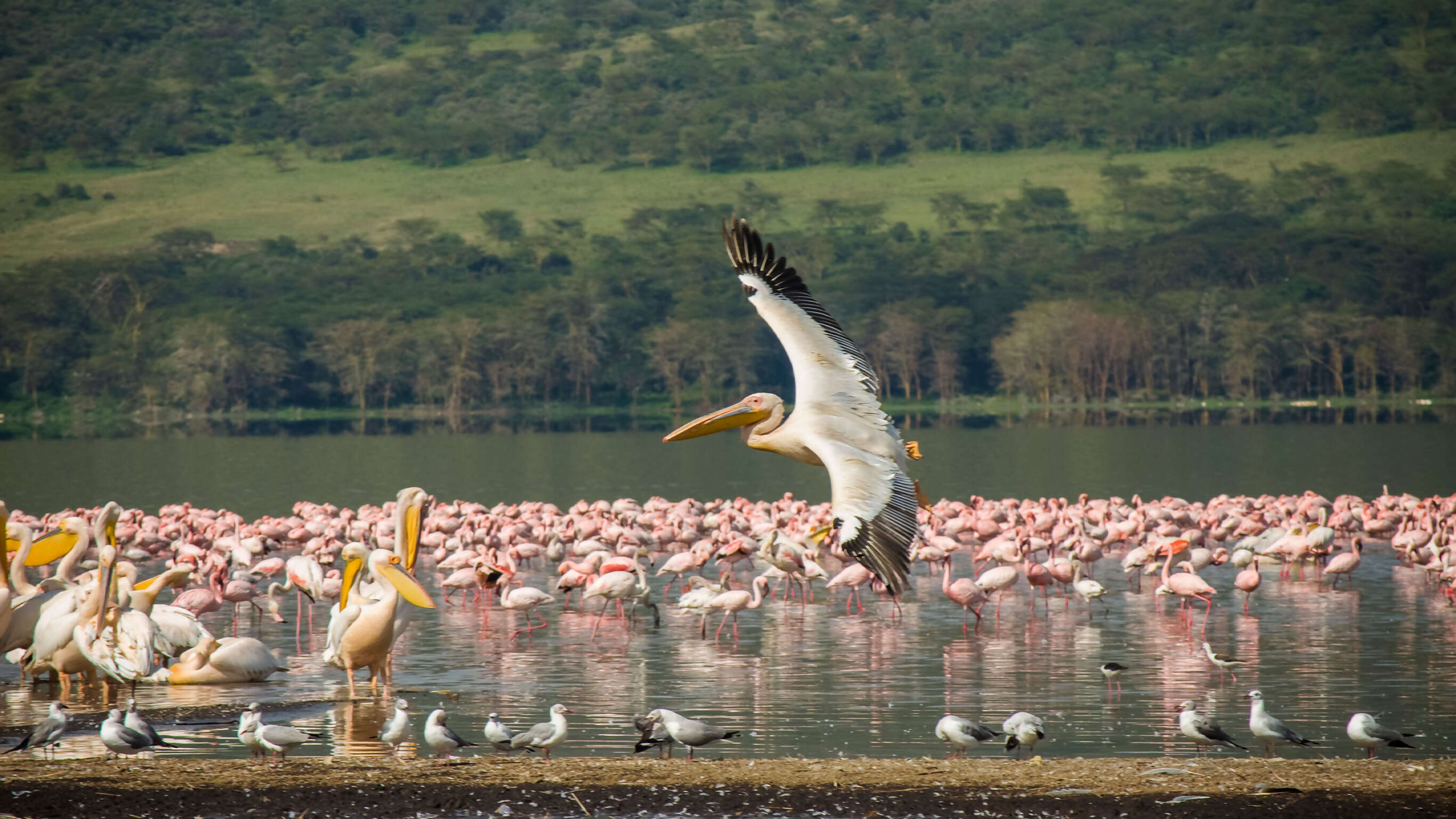 Upgraded Kenya Safari
