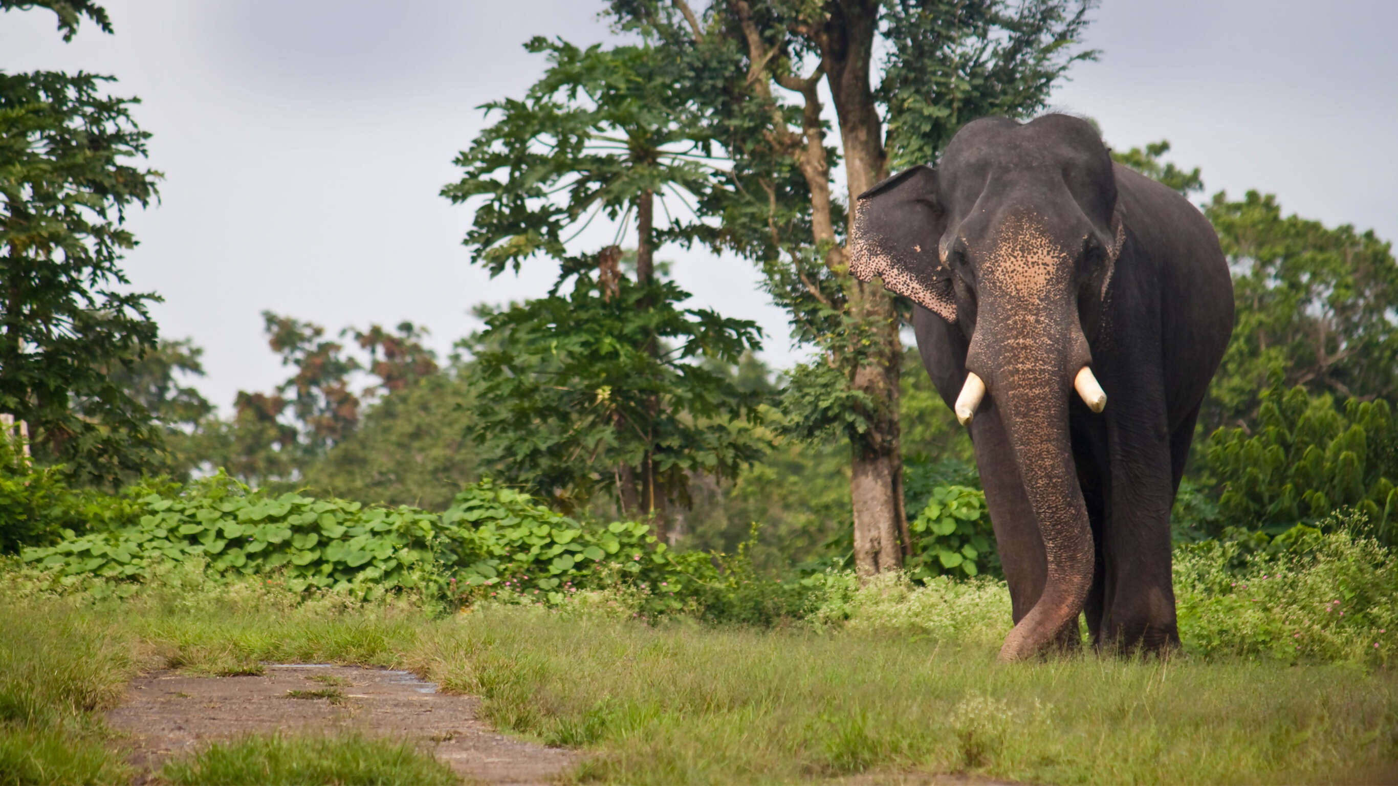 Tigers, Temples & Wildlife Adventure