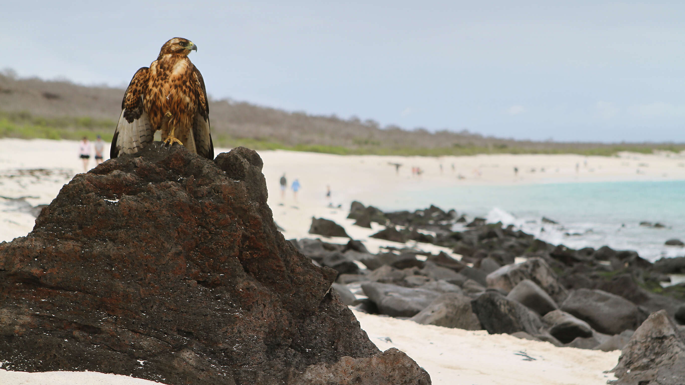 Discover Machu Picchu and Galápagos - Land & Sea Central Islands