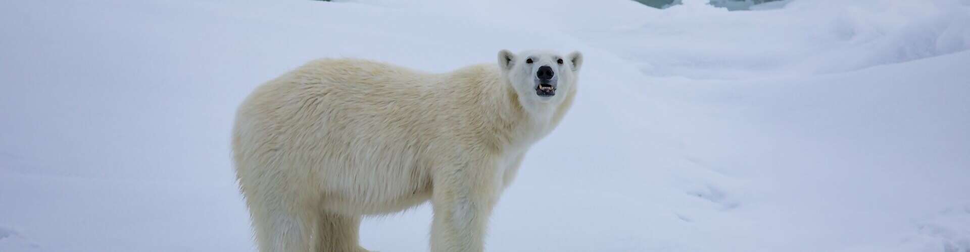 Best of the Western Arctic: Canada and Greenland from Toronto