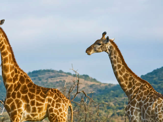 Kenya Overland: Safari Drives & National Reserves