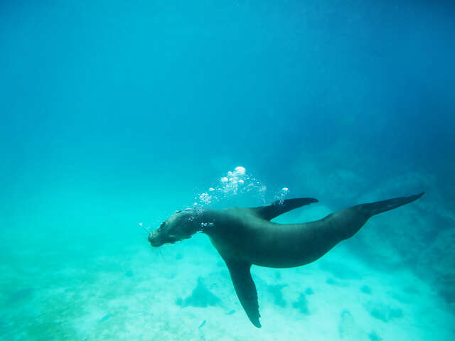 Upgraded Land Galapagos, Land-Only