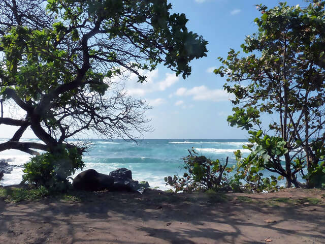 Hawaiian Adventure: Beachin' & Boardin'