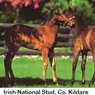 2015IrishNationalStudCoKildare.jpg
