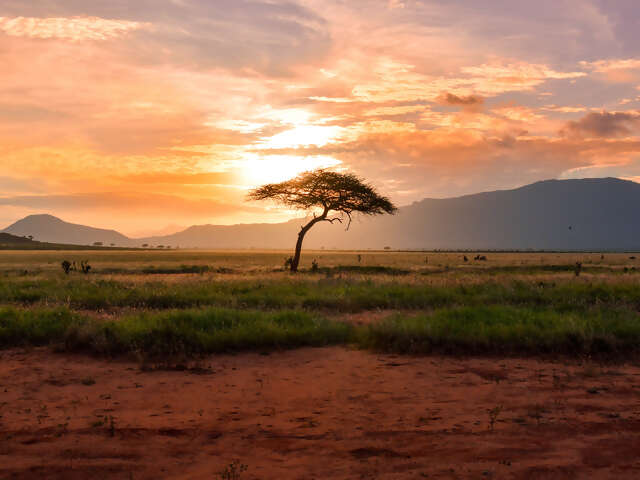 African Safari: Kenya and Tanzania