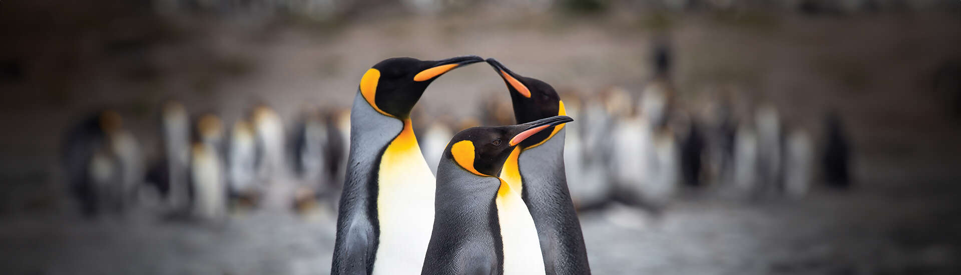 Discover a World Few Will Ever Know