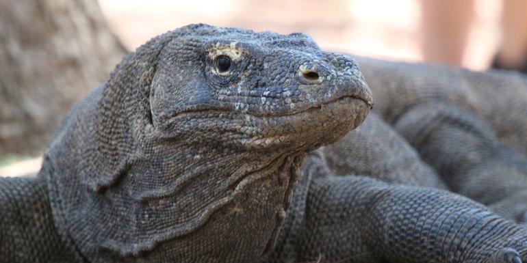 Bali and Komodo: Dragons, Rice Terraces & Cultural Ceremonies