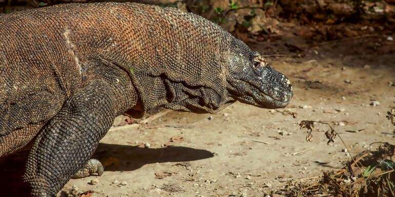 Indonesia: Java, Bali & Komodo Island