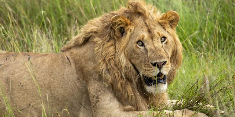 Wildlife & Coastal Wonders of Kenya: Tsavo to Watamu