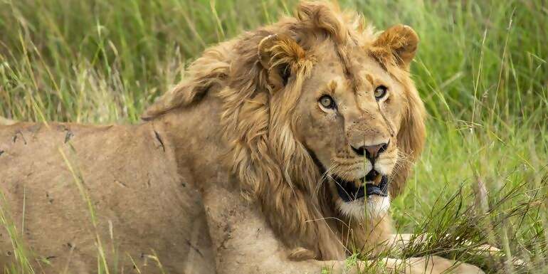 Wildlife & Coastal Wonders of Kenya: Tsavo to Watamu