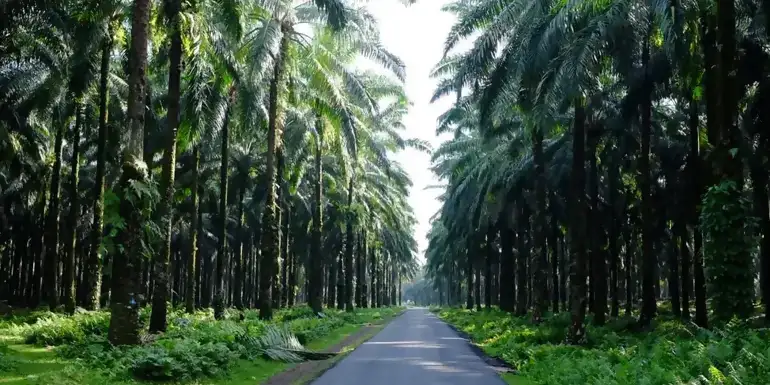 Sumatra to Bali: Wildlife, Waves & Wilderness