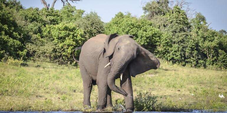 Zimbabwe and Botswana: Chobe, Hwange & the Wildlife of Victoria Falls