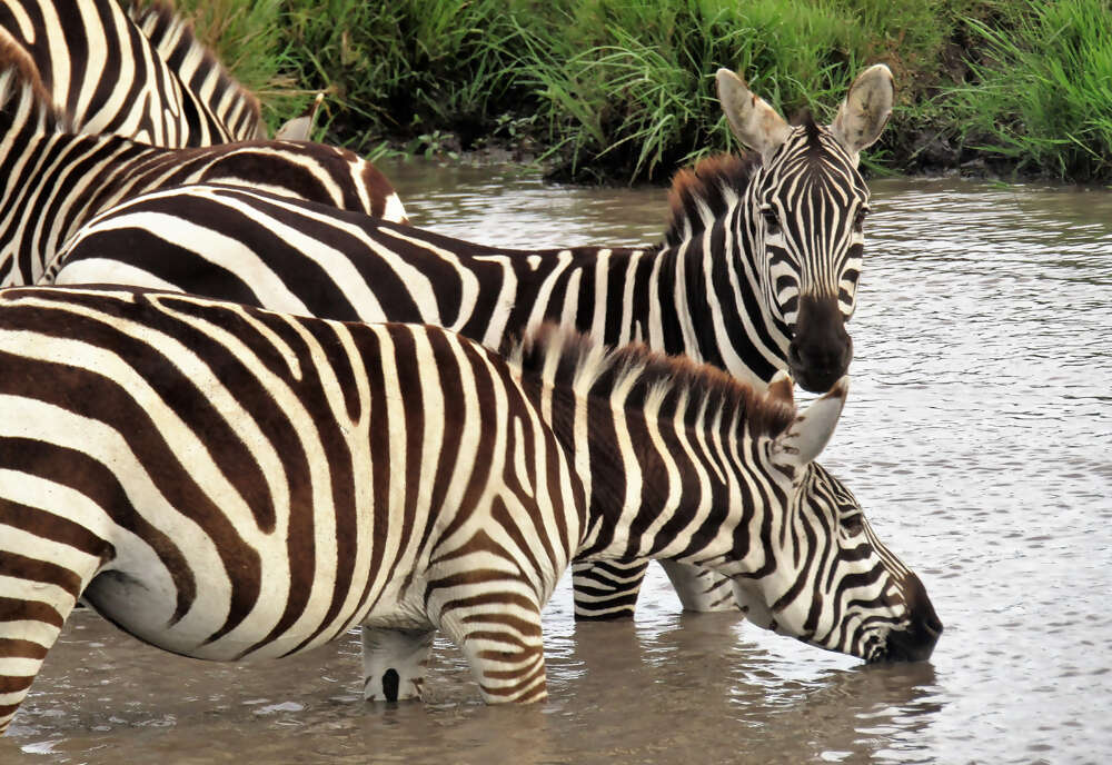 African Safari: Kenya and Tanzania