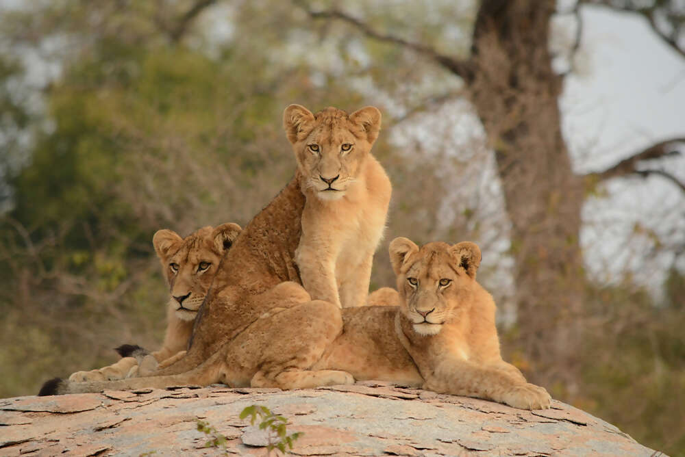 Namibia & South Africa: Epic Landscapes & Wildlife