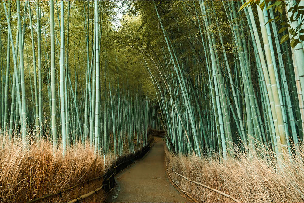 Japan & South Korea: From Tokyo to Seoul