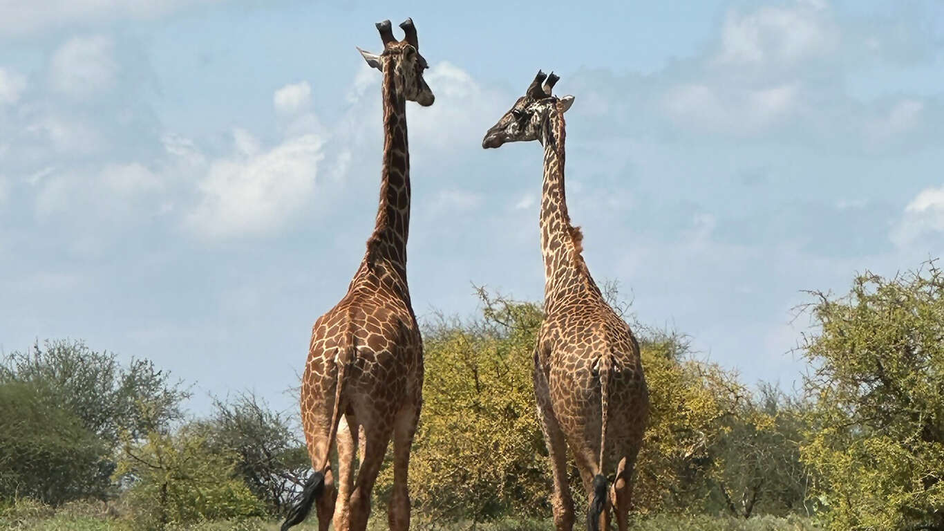 Cape Town to Cairo: The Ultimate African Expedition featuring Victoria Falls, Maasai Mara, and 4-Night Luxor to Aswan Cruise