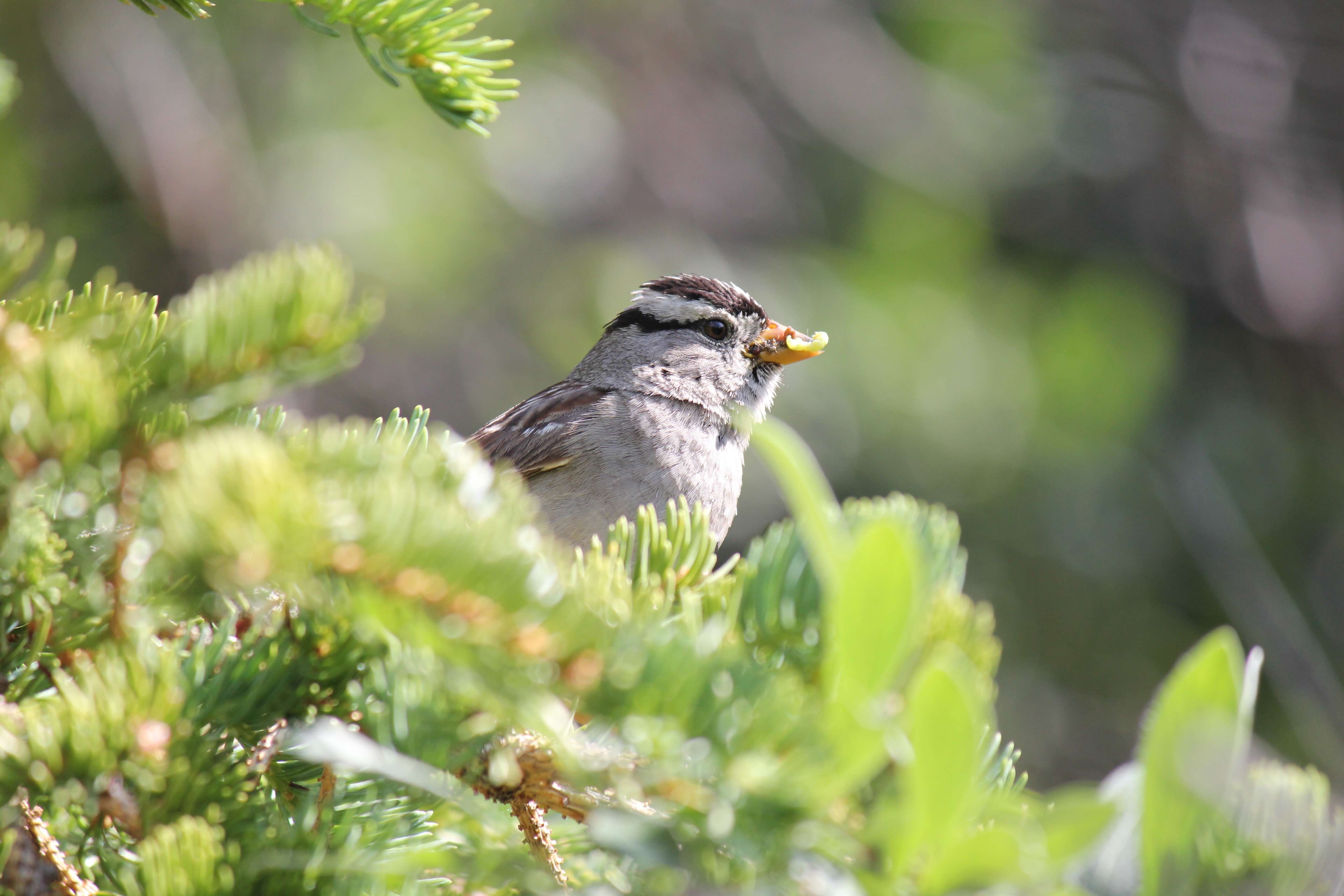 Alaska: America's Last Frontier