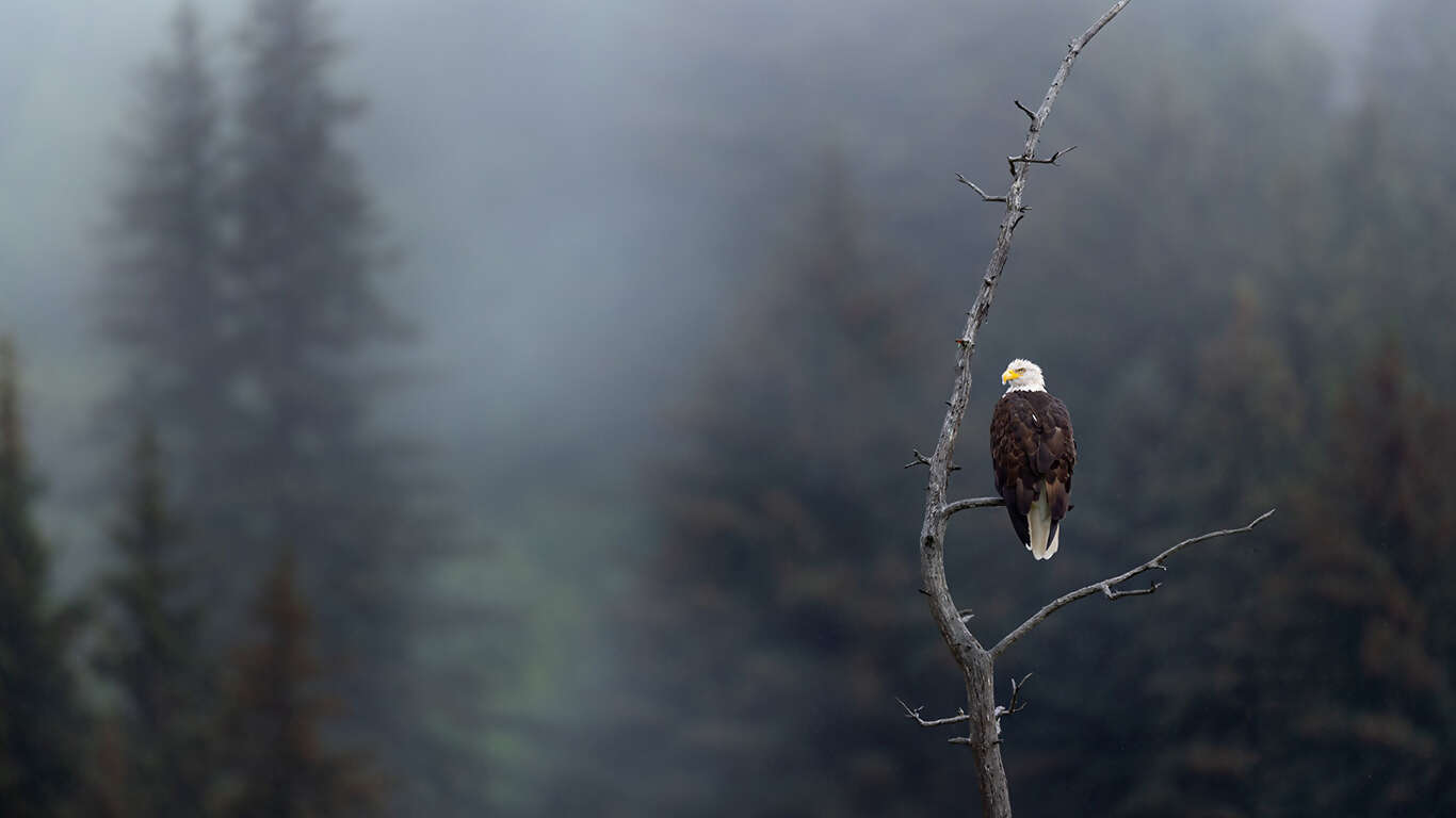 Alaska's Northern Lights featuring the Alaska Wildlife Conservation Center