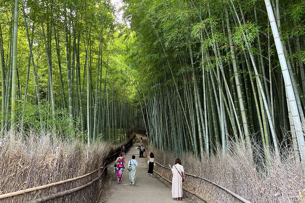 Journey Through the Heart of Japan Tokyo to Osaka