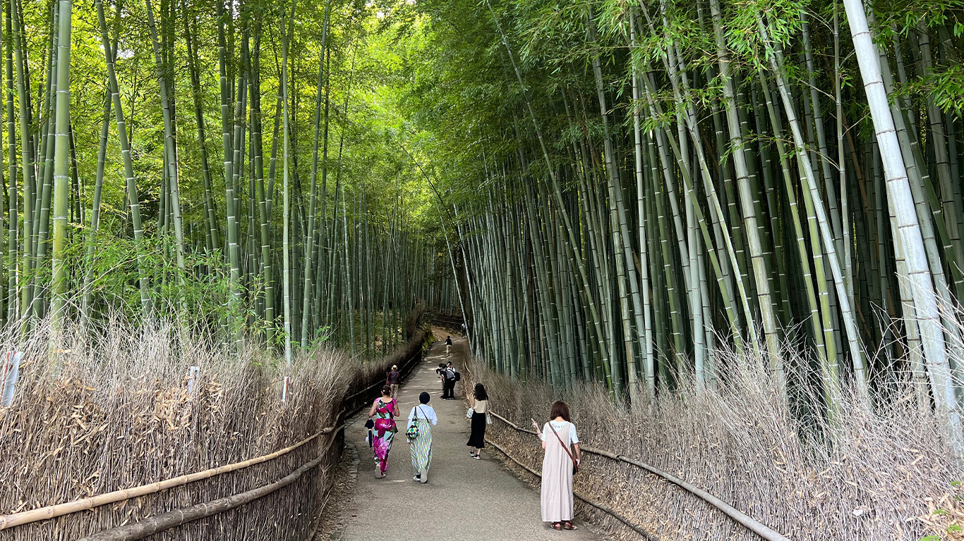 Journey Through the Heart of Japan Tokyo to Osaka